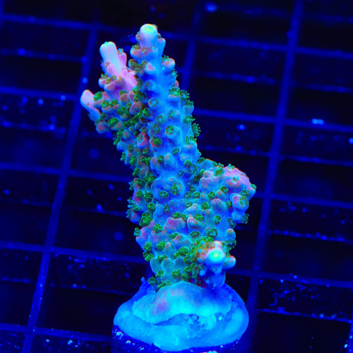 BC Bubblebath Unicorn Acropora Coral