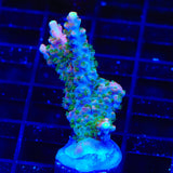 BC Bubblebath Unicorn Acropora Coral