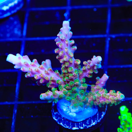 BC Bubblebath Unicorn Acropora XL Frag Coral