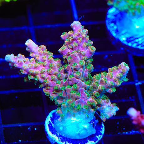 BC Bubblebath Unicorn Acropora XL Frag Coral