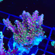 BC Bubblebath Unicorn Acropora XL Frag Coral