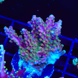 BC Bubblebath Unicorn Acropora XL Frag Coral