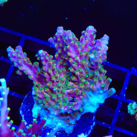 BC Bubblebath Unicorn Acropora XL Frag Coral