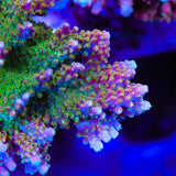 BC Bubblebath Unicorn Acropora XL Frag Coral