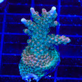 BC Bubblebath Unicorn Acropora XL Frag Coral