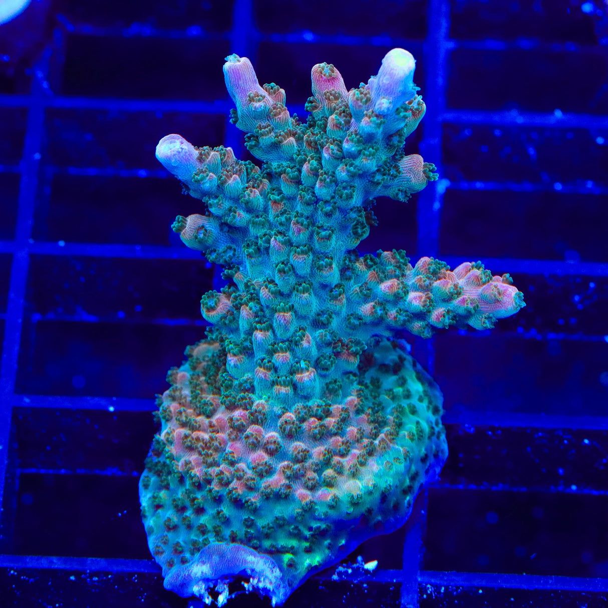 BC Bubblebath Unicorn Acropora XL Frag Coral