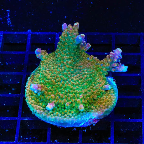 BC Bubblebath Unicorn Colony Coral