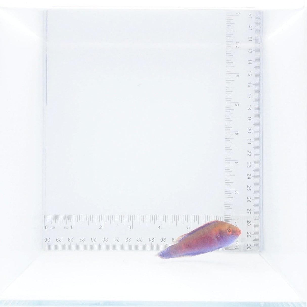Beau's Fairy Wrasse Fish