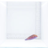 Beau's Fairy Wrasse Fish