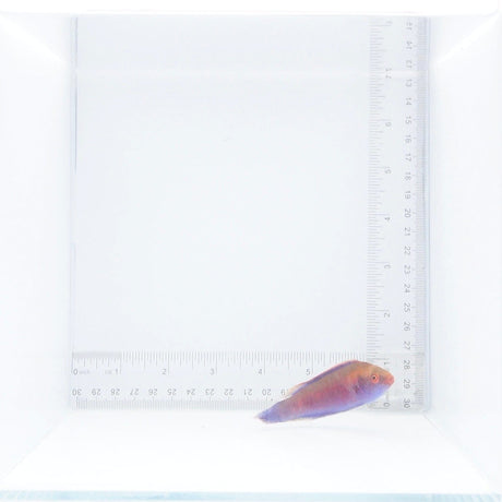 Beau's Fairy Wrasse Fish