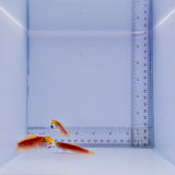 Bella Goby Fish