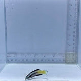Bicolor Cleaner Wrasse