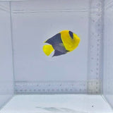 Bicolor Dwarf Angelfish (Centropyge bicolor)