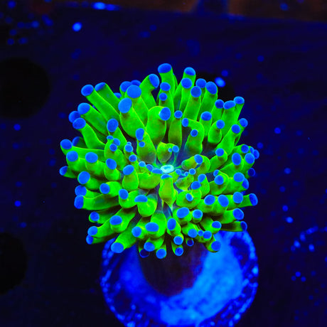 Bicolor Frogspawn Coral