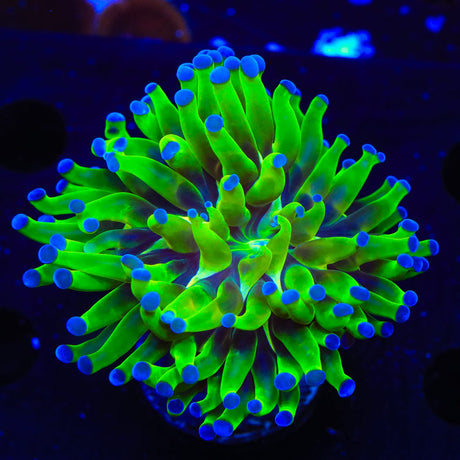 Bicolor Frogspawn Coral