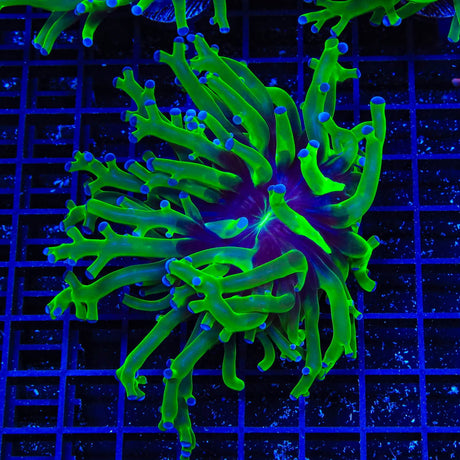 Bicolor Frogspawn Coral