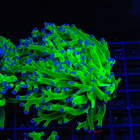 Bicolor Frogspawn Coral