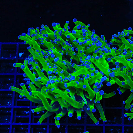 Bicolor Frogspawn Coral