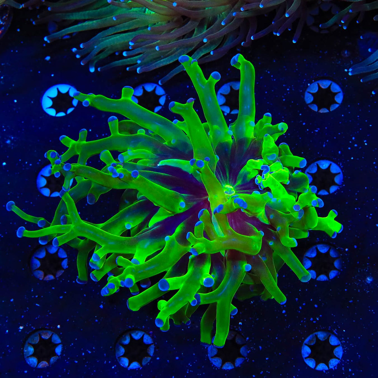 Bicolor Frogspawn Coral