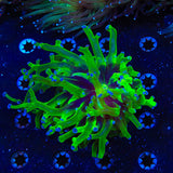 Bicolor Frogspawn Coral