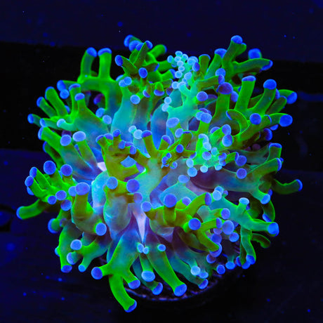 Bicolor Frogspawn Coral