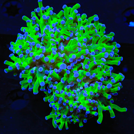 Bicolor Frogspawn Coral
