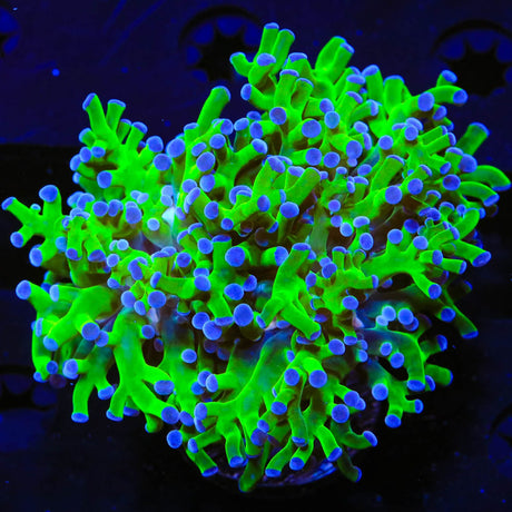Bicolor Frogspawn Coral