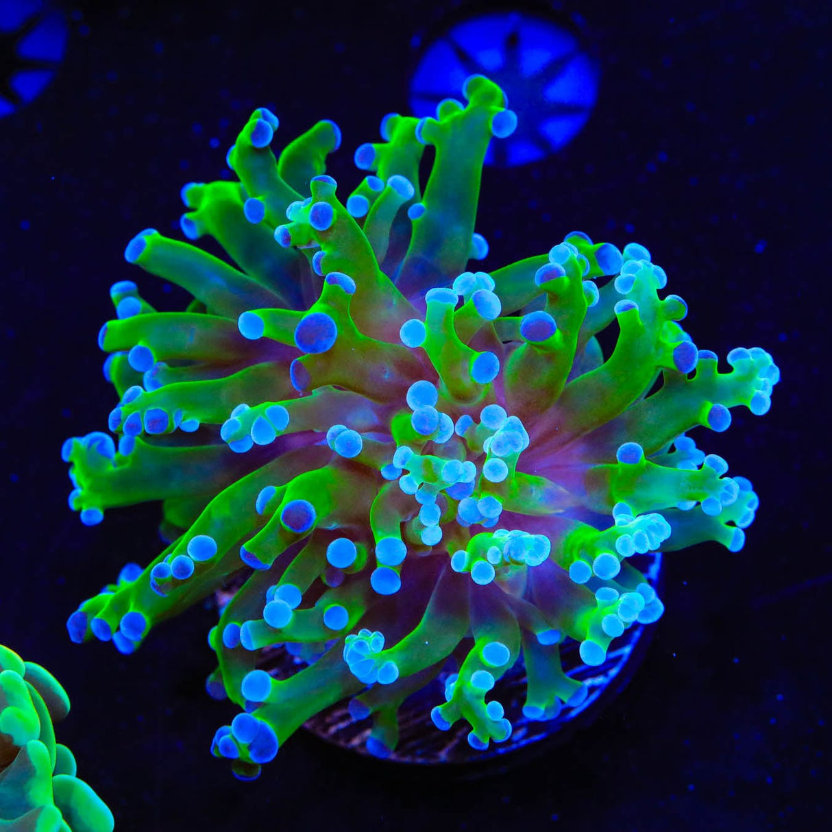 Bicolor Frogspawn Coral