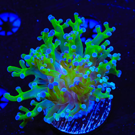 Bicolor Frogspawn Coral