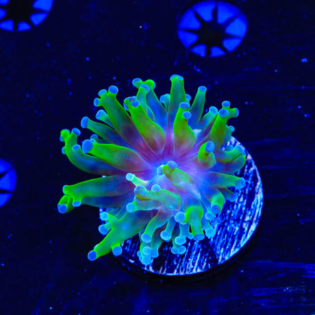 Bicolor Frogspawn Coral