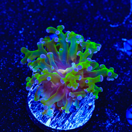 Bicolor Frogspawn Coral