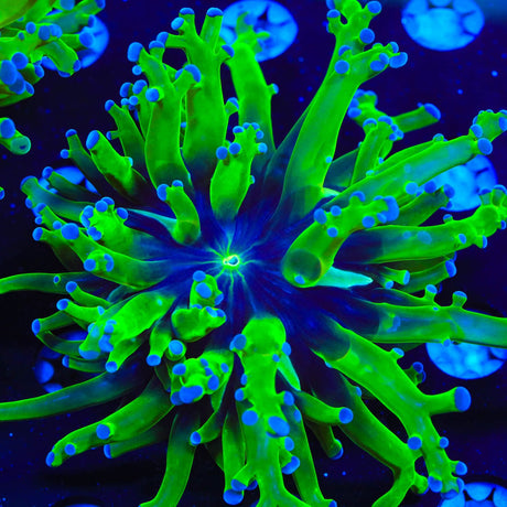 Bicolor Frogspawn Coral