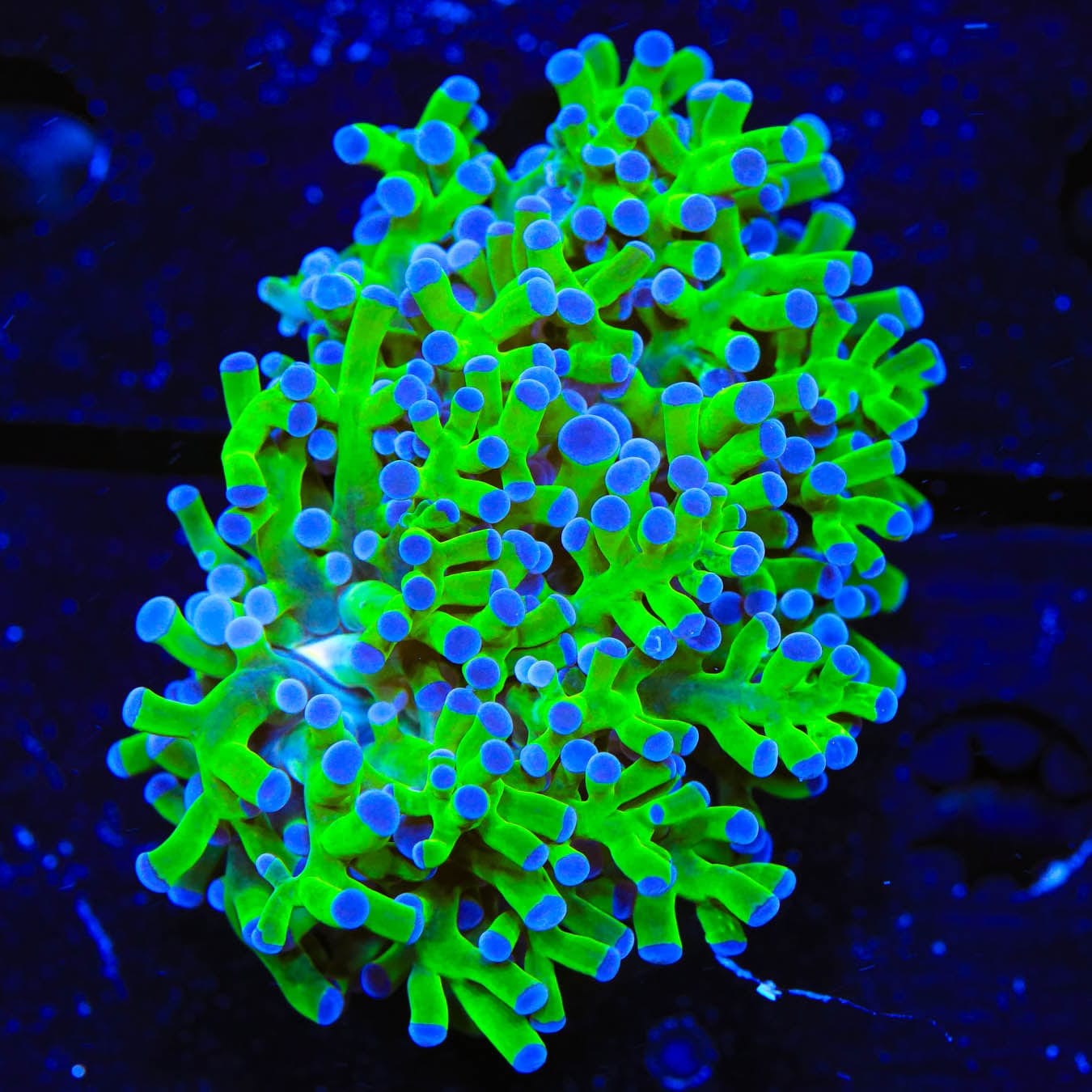 Bicolor Frogspawn Coral