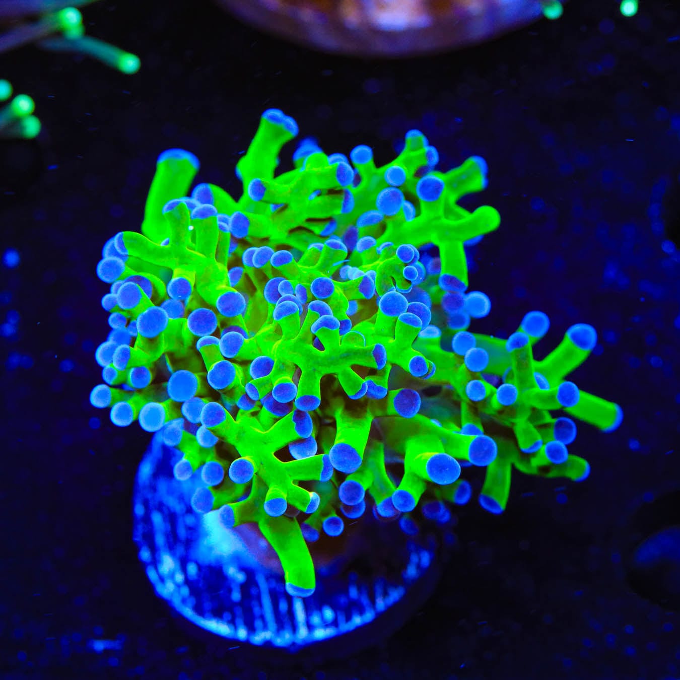 Bicolor Frogspawn Coral