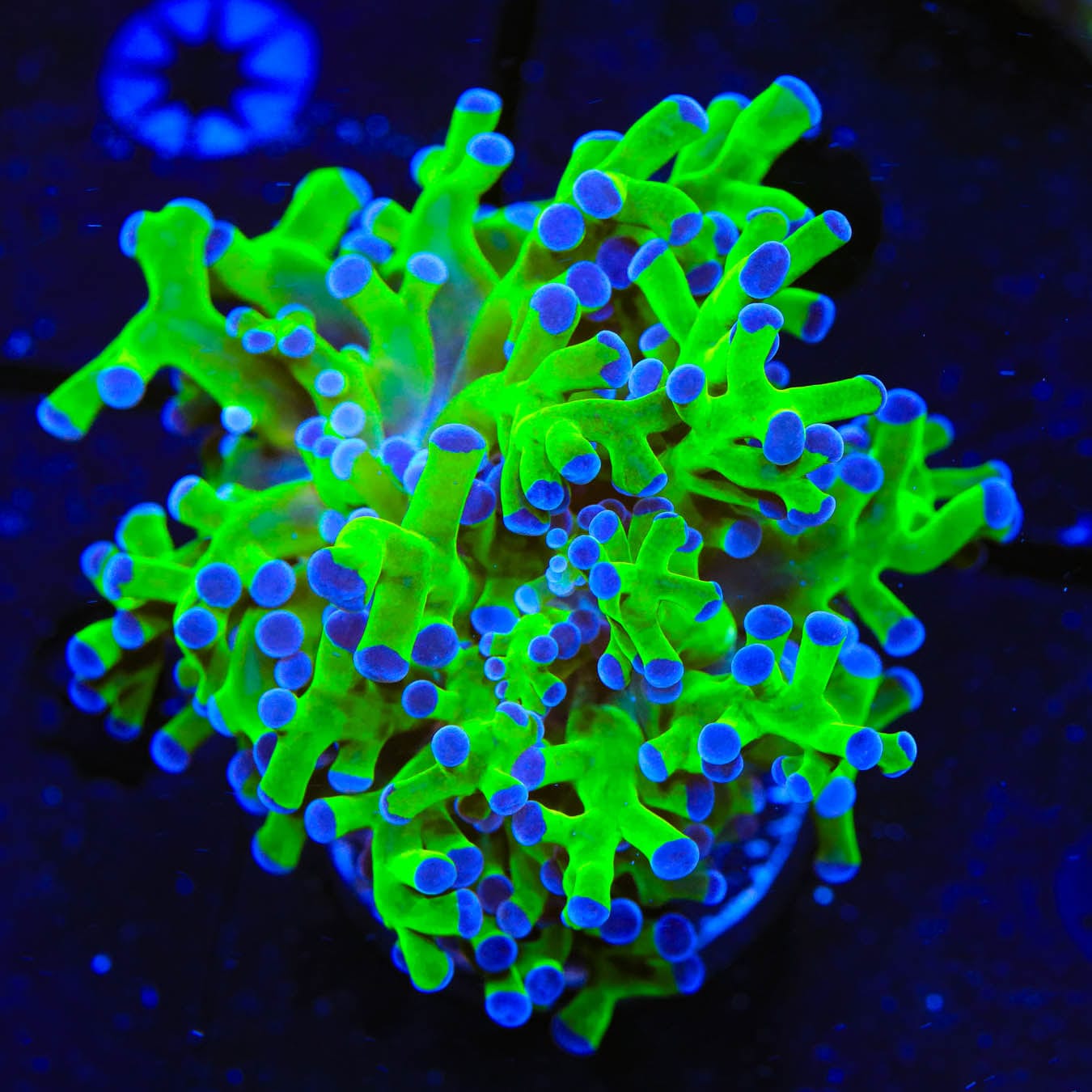 Bicolor Frogspawn Coral