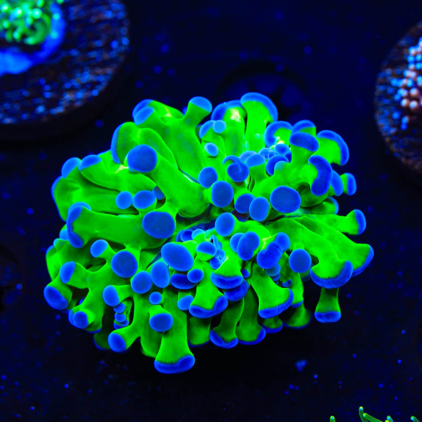Bicolor Frogspawn Coral
