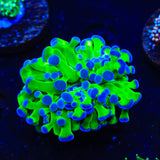 Bicolor Frogspawn Coral