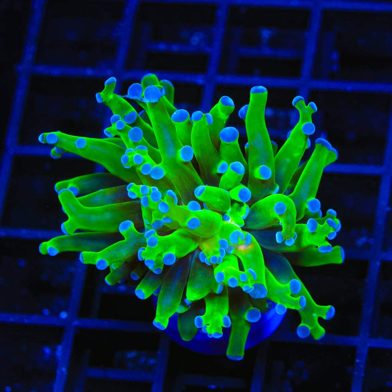 Bicolor Frogspawn Coral