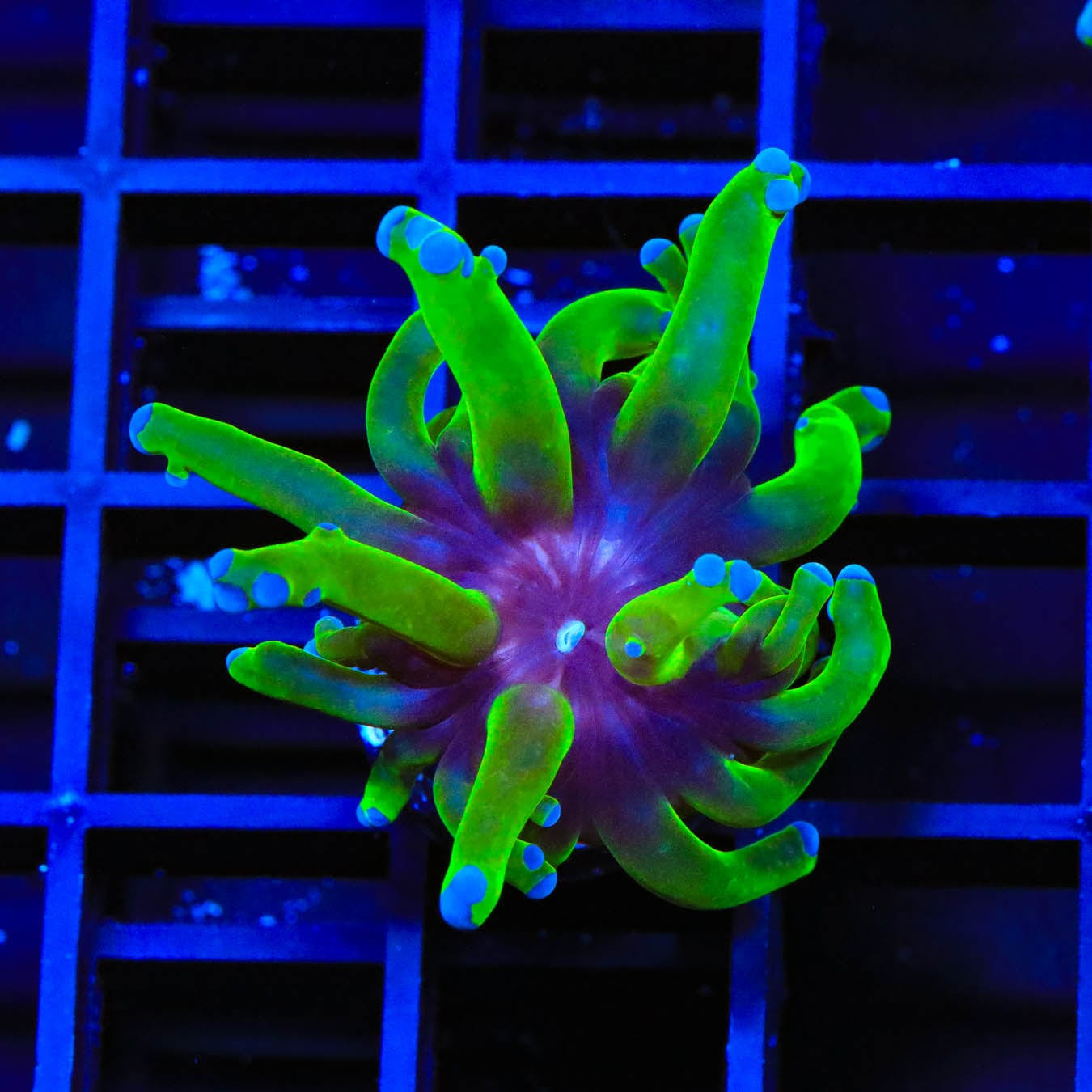 Bicolor Frogspawn Coral