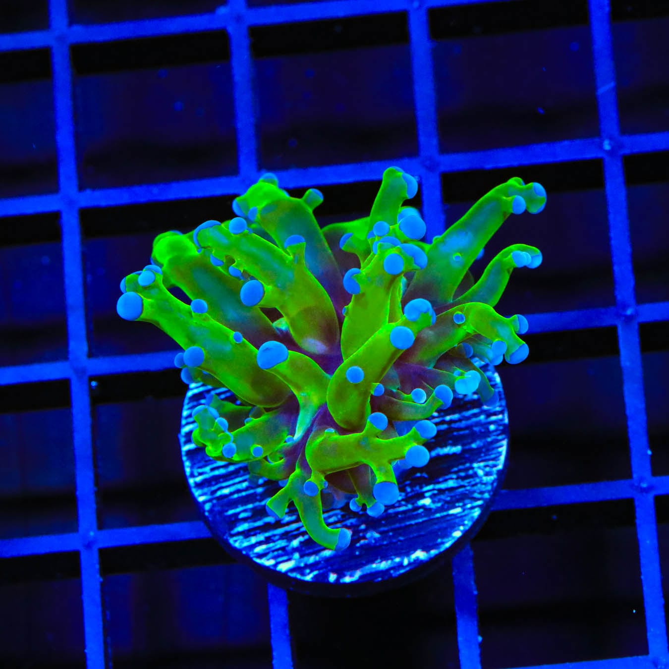 Bicolor Frogspawn Coral