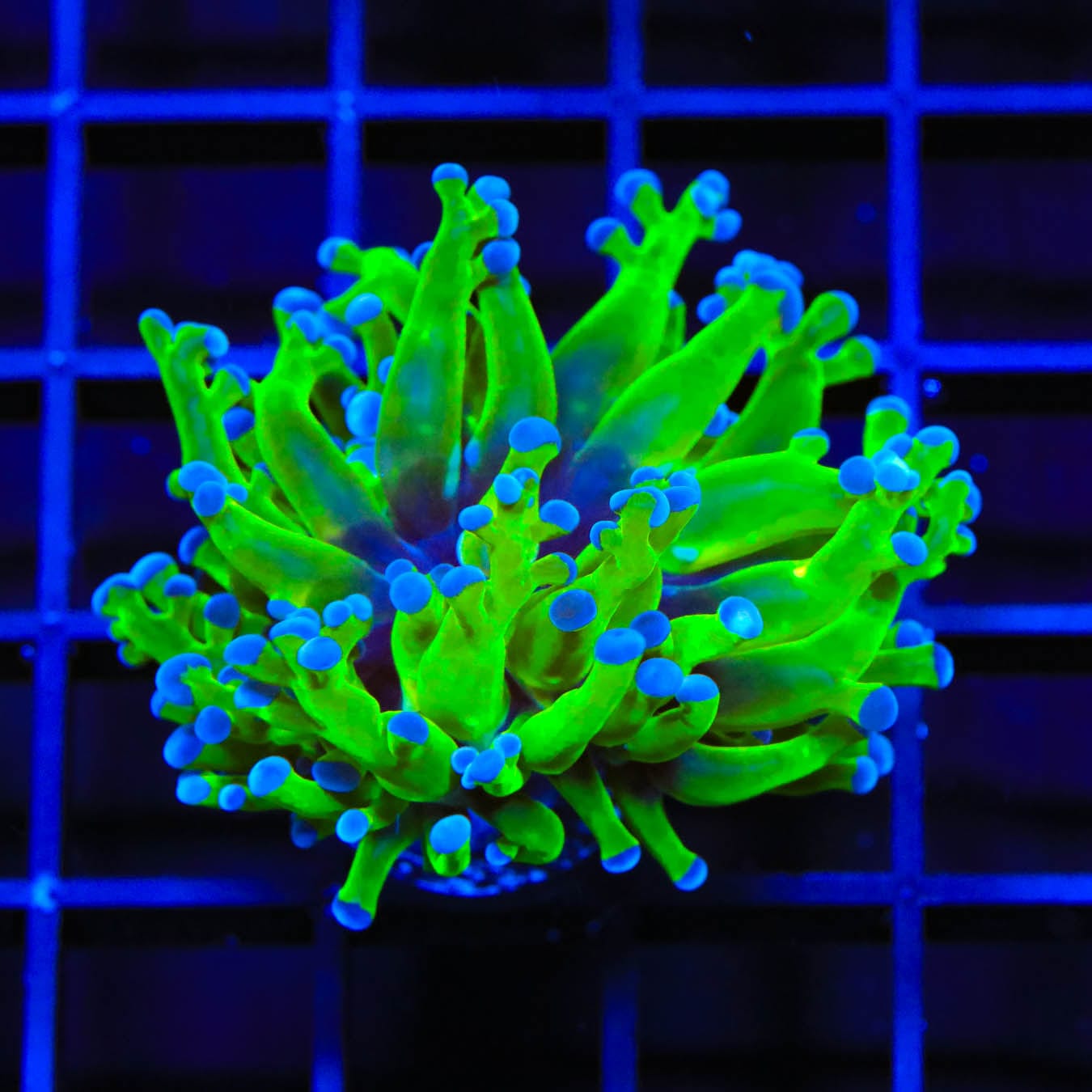 Bicolor Frogspawn Coral