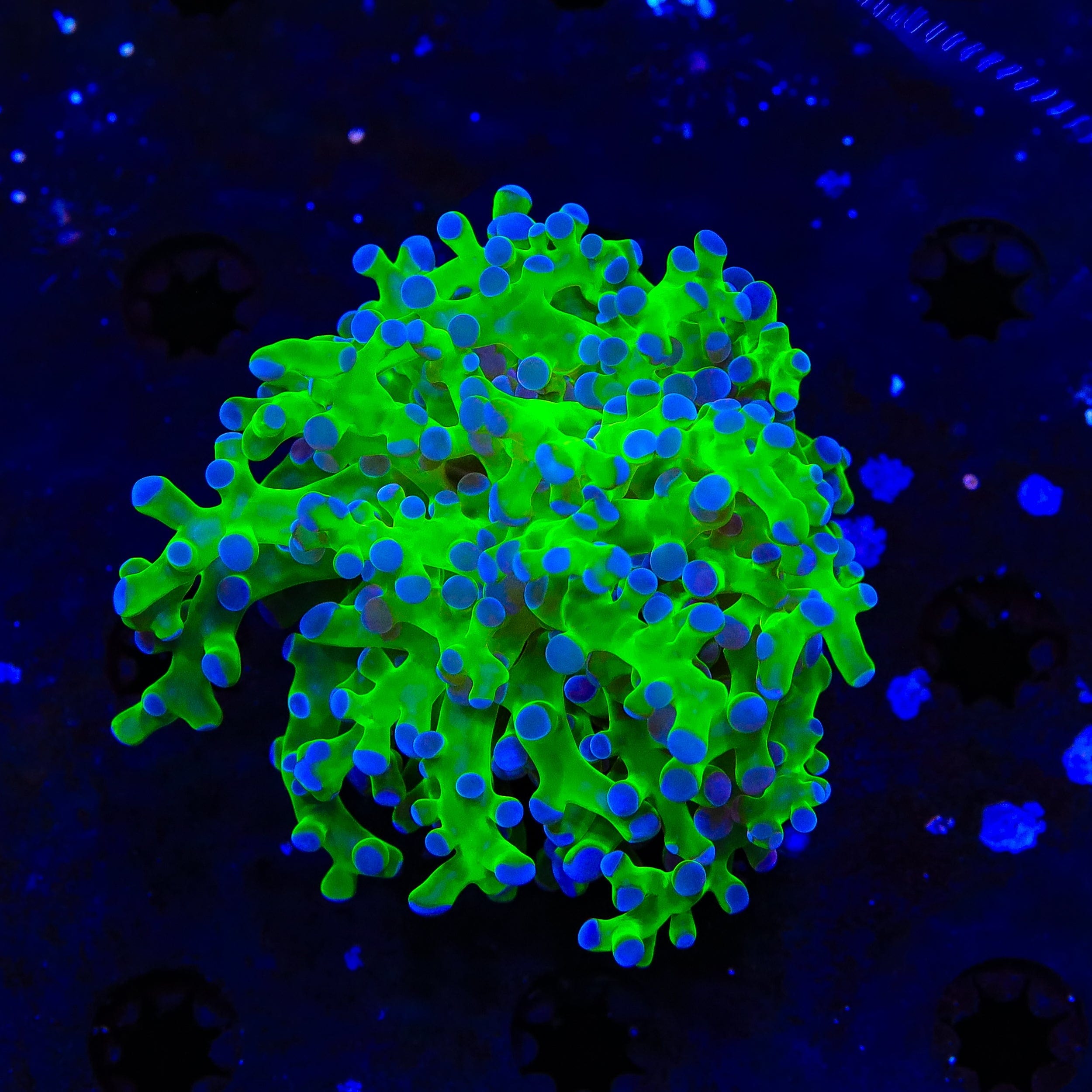 Bicolor Frogspawn Coral