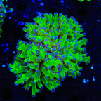 Bicolor Frogspawn Coral