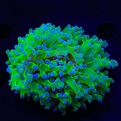 Bicolor Frogspawn Coral