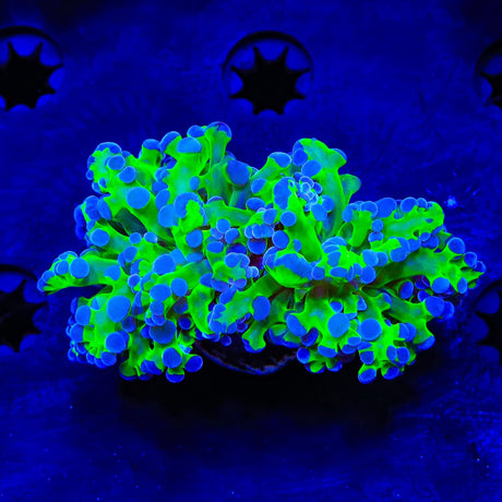 Bicolor Frogspawn Coral