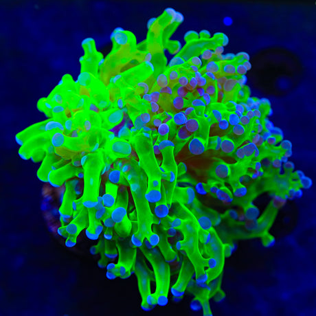 Bicolor Frogspawn Coral