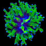 Bicolor Frogspawn Coral