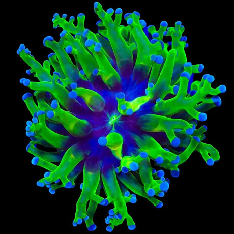 Bicolor Frogspawn Coral