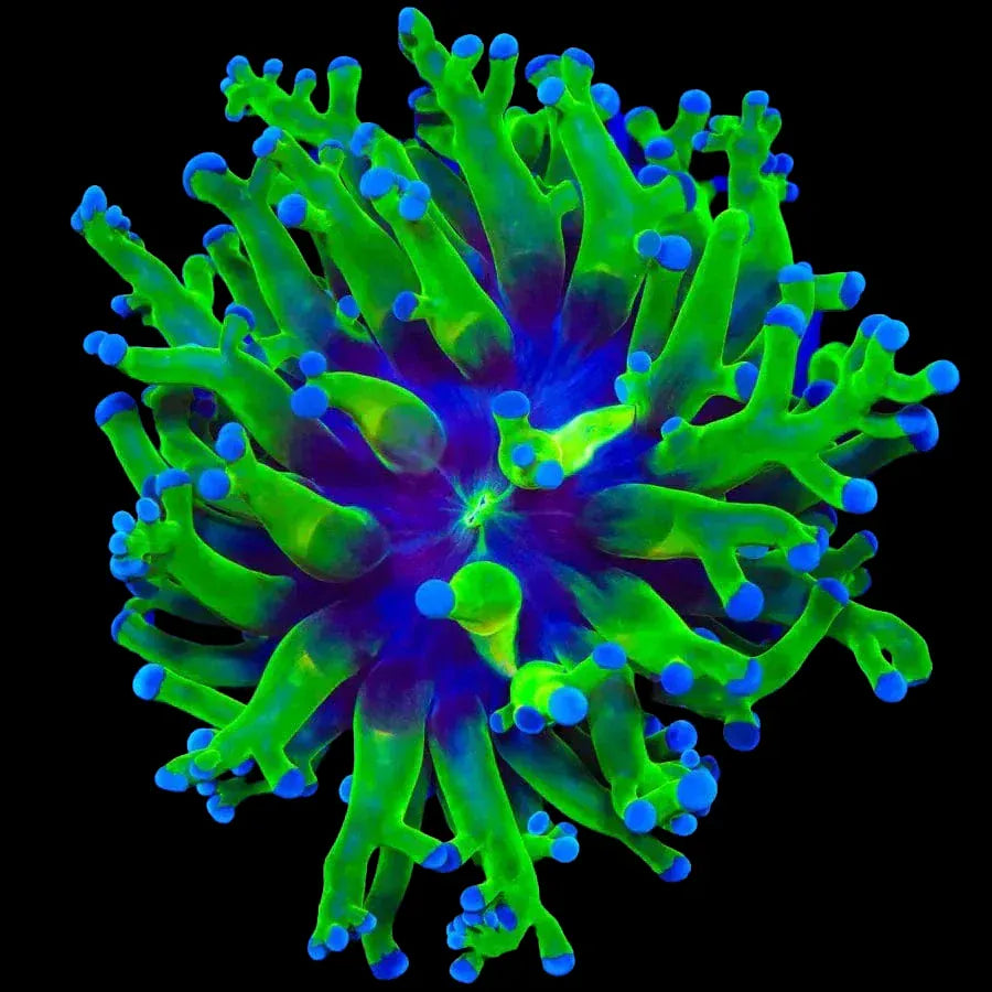 Bicolor Frogspawn Coral