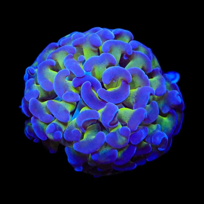 Bicolor Hammer Coral